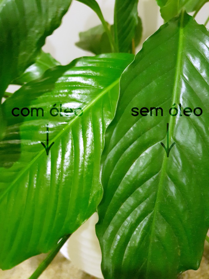 Deixe suas plantas mais brilhantes | Blog Divirta-se Organizando